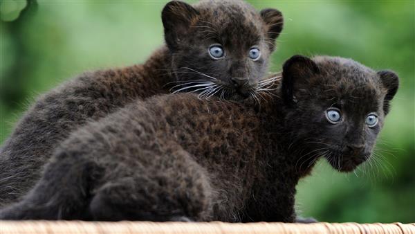 Cubs 